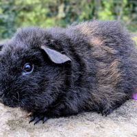 Bébés cochons d'inde rex noir et doré #2