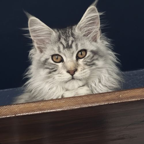 ​superbes chatons maine coon loof disponibles #2