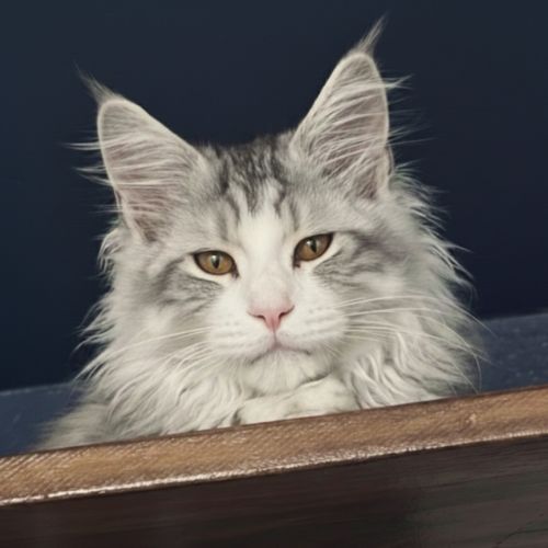 ​superbes chatons maine coon loof disponibles #3