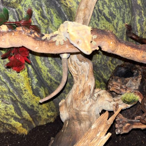 Gecko à crête  + terrarium équipé et accessoires #1