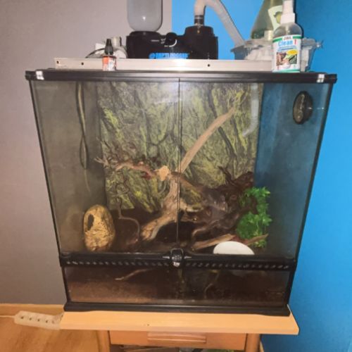 Gecko à crête  + terrarium équipé et accessoires #0