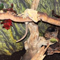 Gecko à crête  + terrarium équipé et accessoires #1