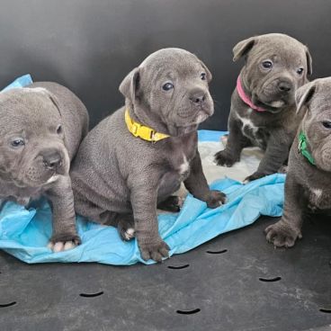 Chiots staffie bleu lof