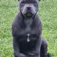 Chiots staffie bleu lof #2