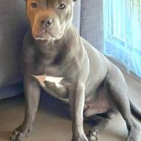 Chiots staffie bleu lof #3