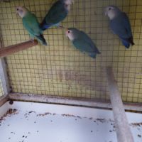 Couple inséparables