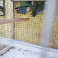 Couple inséparables #3