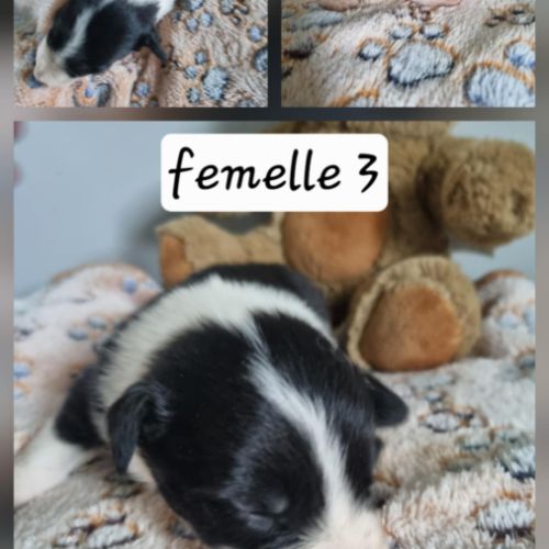 Chiot border collie #0
