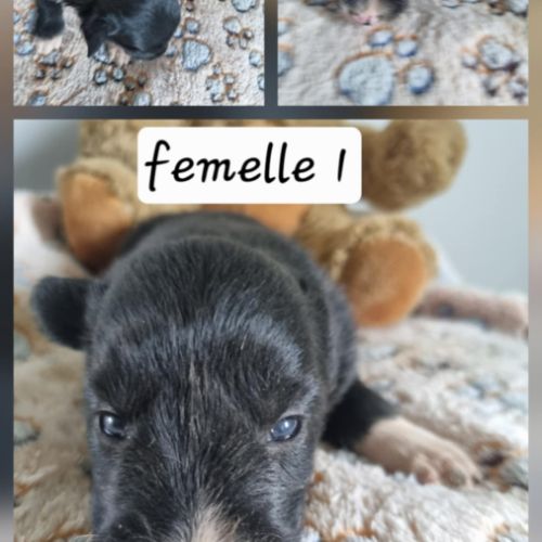 Chiot border collie #4