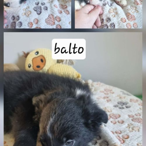 Chiot border collie #5