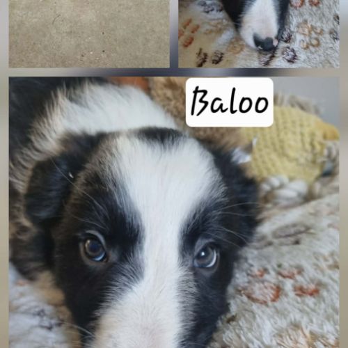 Chiot border collie #6