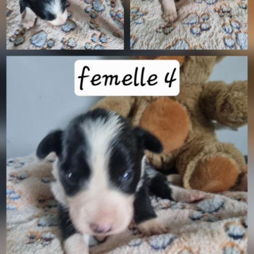 Chiot border collie #6