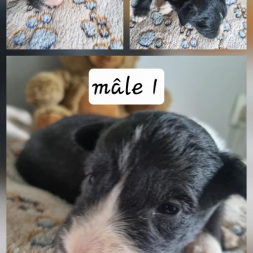 Chiot border collie #7