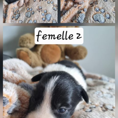 Chiot border collie #8