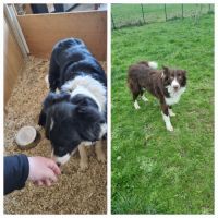 Chiot border collie #1