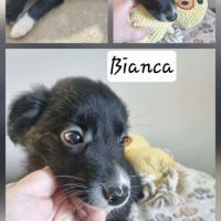 Chiot border collie #1