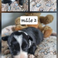 Chiot border collie #3