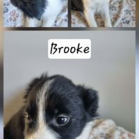 Chiot border collie #0