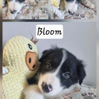 Chiot border collie #3