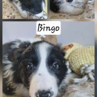 Chiot border collie #4