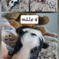 Chiot border collie #5
