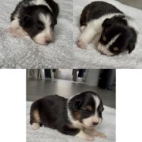 Chiots berger australien lof