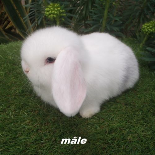 Lapins béliers nains minilops #0