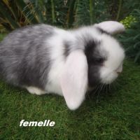 Lapins béliers nains minilops #1