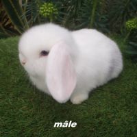 Lapins béliers nains minilops