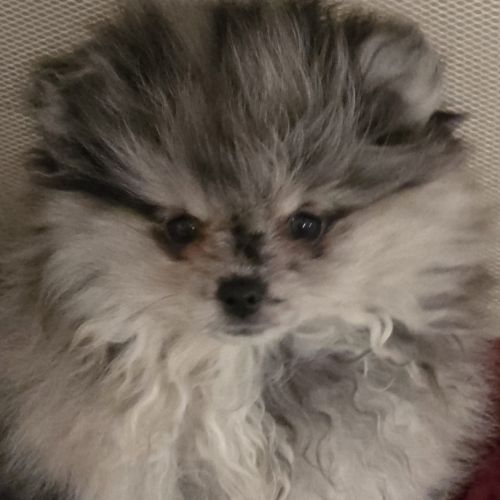 Femelle chiot spitz nain typé ourson