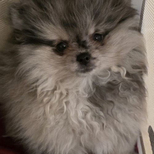 Femelle chiot spitz nain typé ourson #3