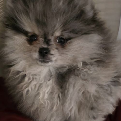 Femelle chiot spitz nain typé ourson #4