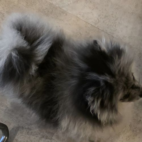 Femelle chiot spitz nain typé ourson