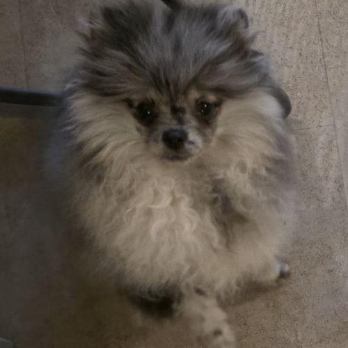 Femelle chiot spitz nain typé ourson #2