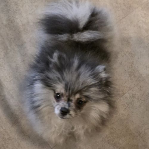 Femelle chiot spitz nain typé ourson #3