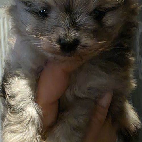 Femelle chiot spitz nain #1