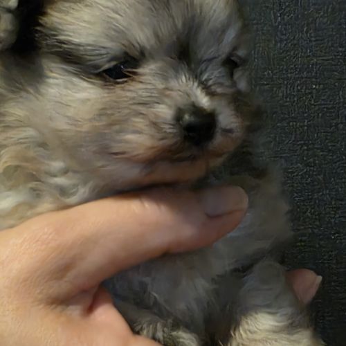 Femelle chiot spitz nain #2