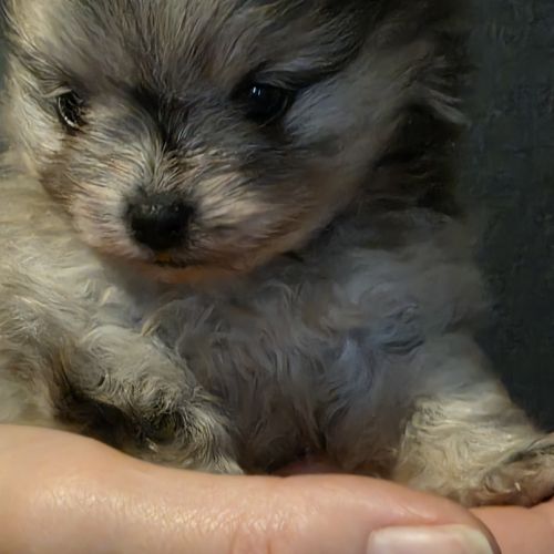 Femelle chiot spitz nain #3