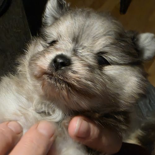 Femelle chiot spitz nain #0