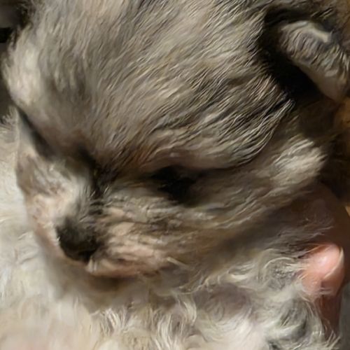 Femelle chiot spitz nain #5