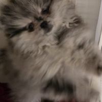 Femelle chiot spitz nain typé ourson #2