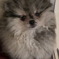 Femelle chiot spitz nain typé ourson #3