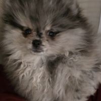 Femelle chiot spitz nain typé ourson #4