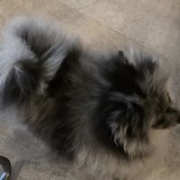 Femelle chiot spitz nain typé ourson