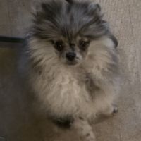 Femelle chiot spitz nain typé ourson #2