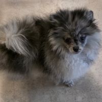 Femelle chiot spitz nain typé ourson #4