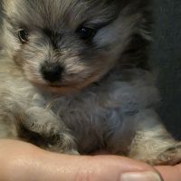 Femelle chiot spitz nain #3