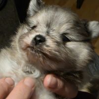 Femelle chiot spitz nain