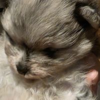 Femelle chiot spitz nain #5