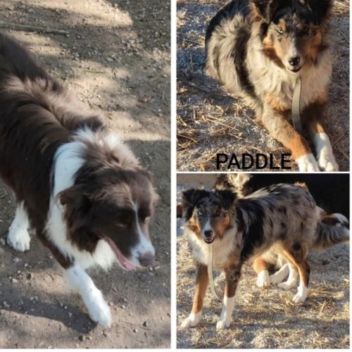 Chiots border collie #1